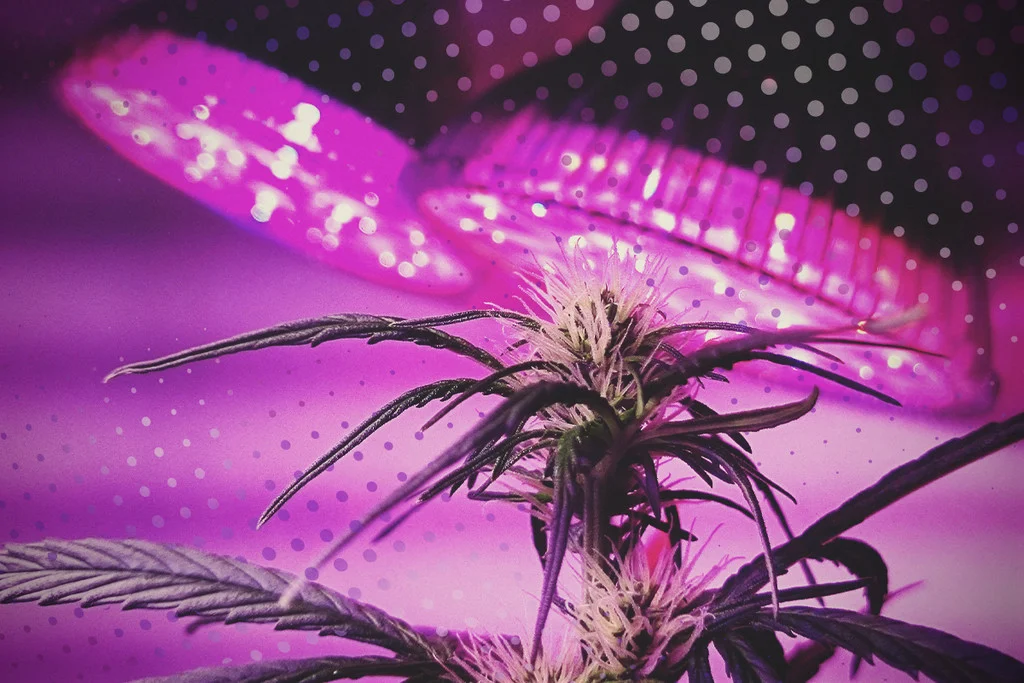 cannabis under lamp