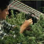 man watches cannabis bushes