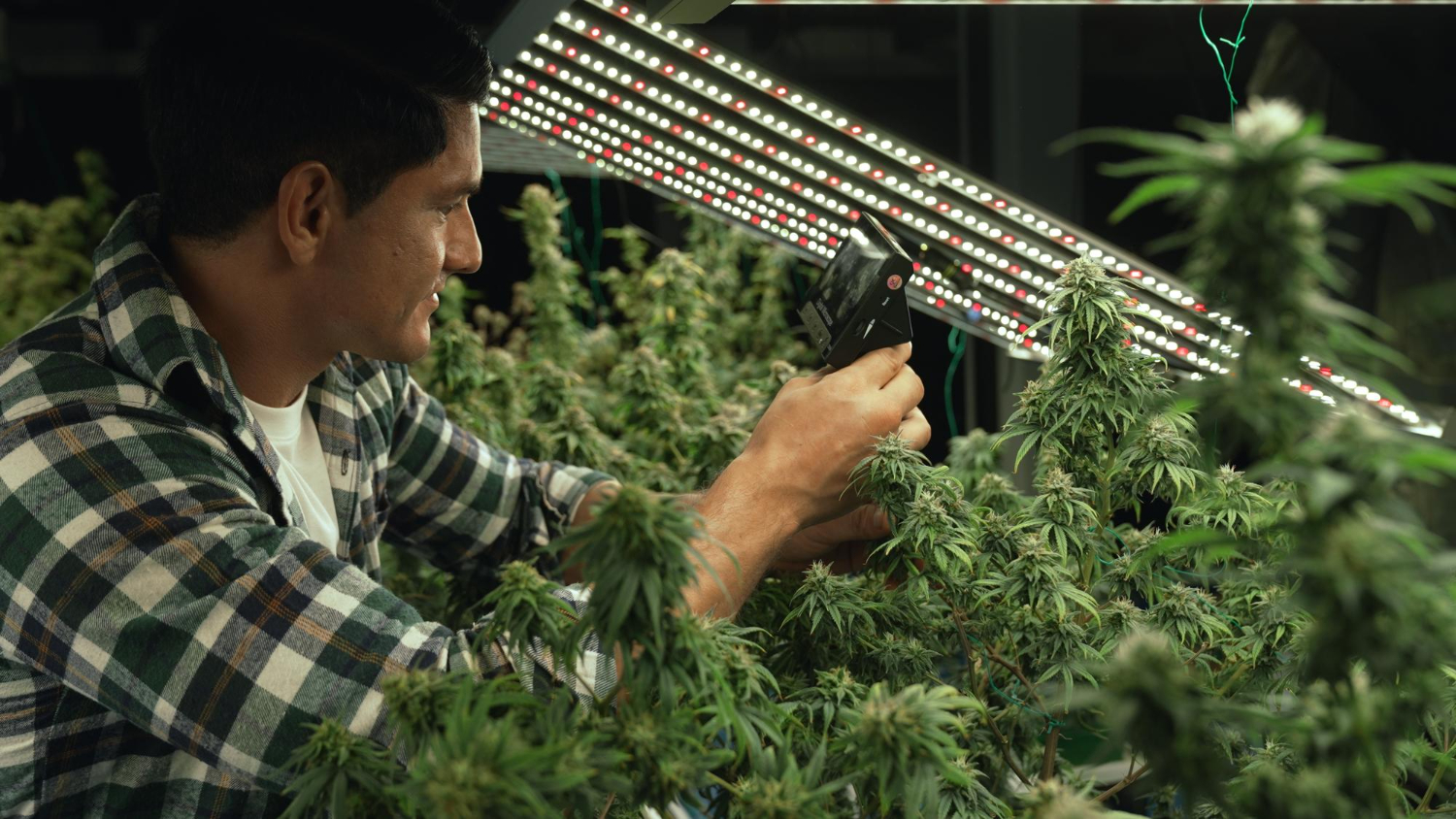 man watches cannabis bushes